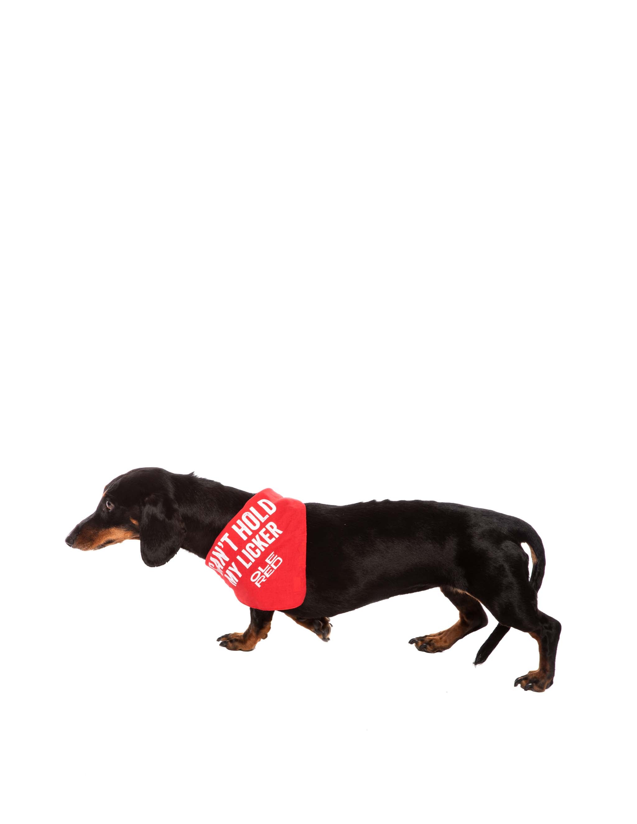Ole Red Small Dog Bandana - Can't Hold My Licker